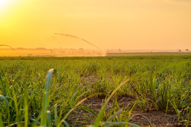 Sugar cane sunset