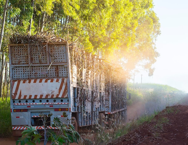 Sugar cane truck on the road