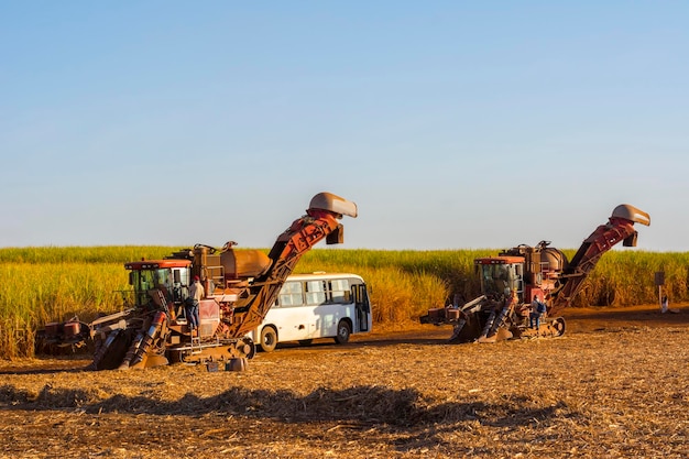 Sugar cane truck on the road