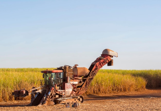 Sugar cane truck on the road