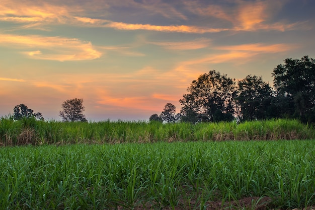 Сахарный тростник с предпосылкой природы фотографии неба захода солнца ландшафта.
