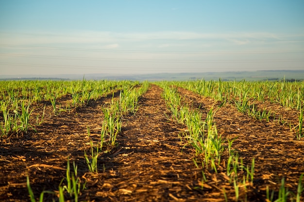 Sugar Cane