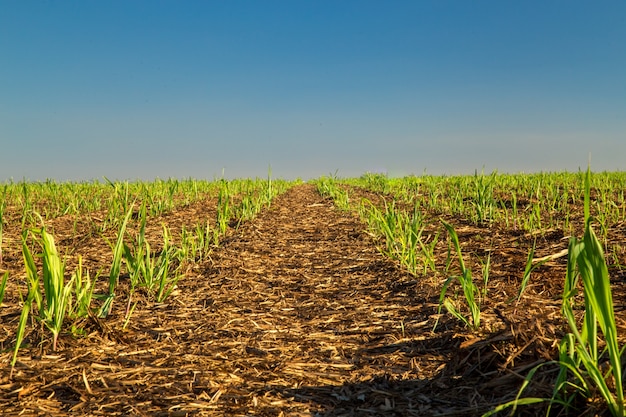 Sugar Cane