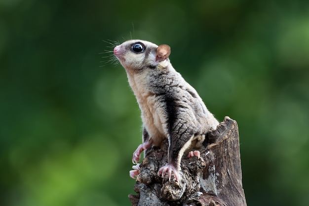 Sugar glider hanging on a tree branch