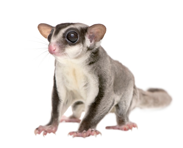 Sugar glider - Petaurus breviceps (3years old) on a white isolated
