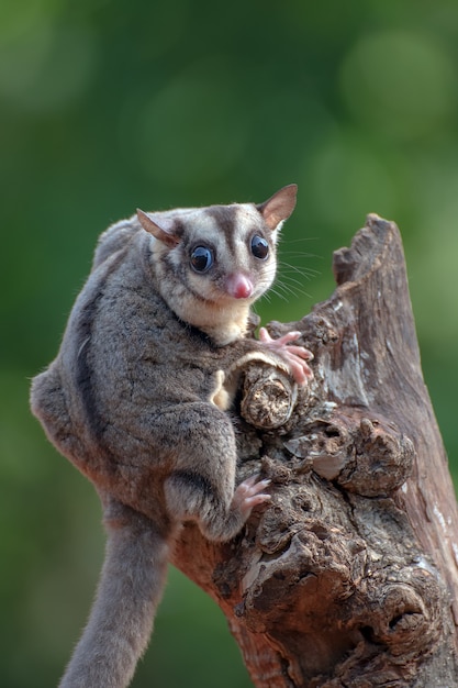 Sugar glider petaurus breviceps sul ramo di un albero