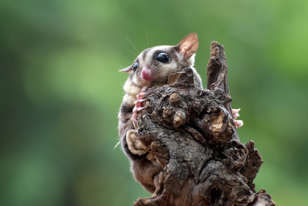 Sugar glider Petaurus breviceps on tree branch