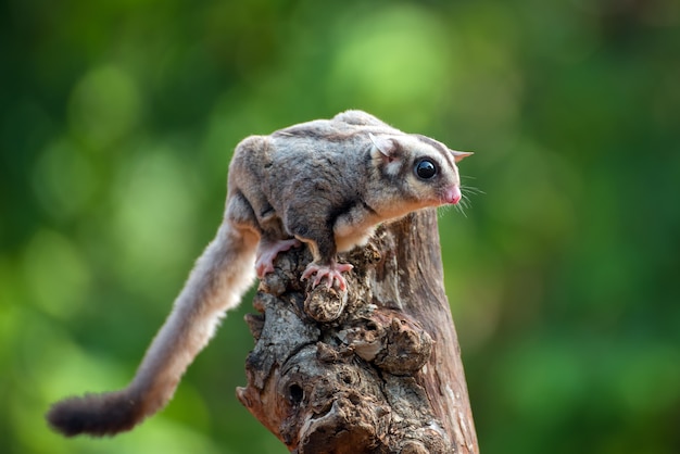 Sugar glider petaurus breviceps on the tree branch