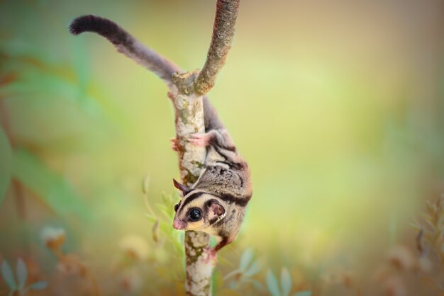 Sugar glider  on twigs in  nature background