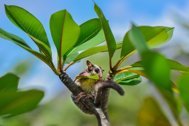 Sugar glider on twigs in nature background