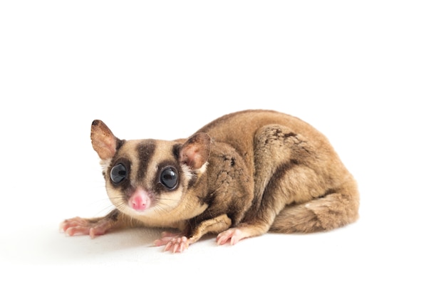 Sugar glider on white space