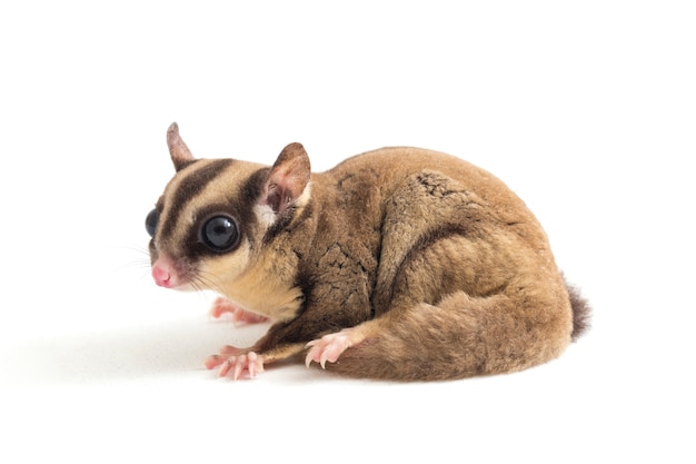 Sugar glider on white space