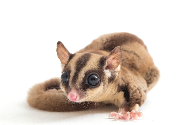 Sugar glider on white space