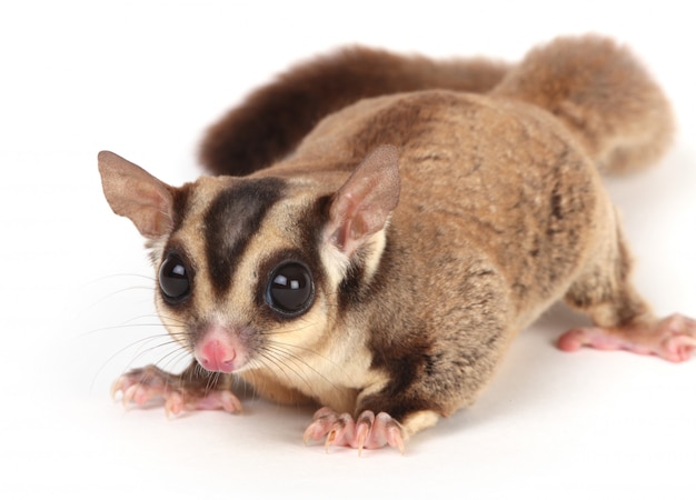 Sugar glider