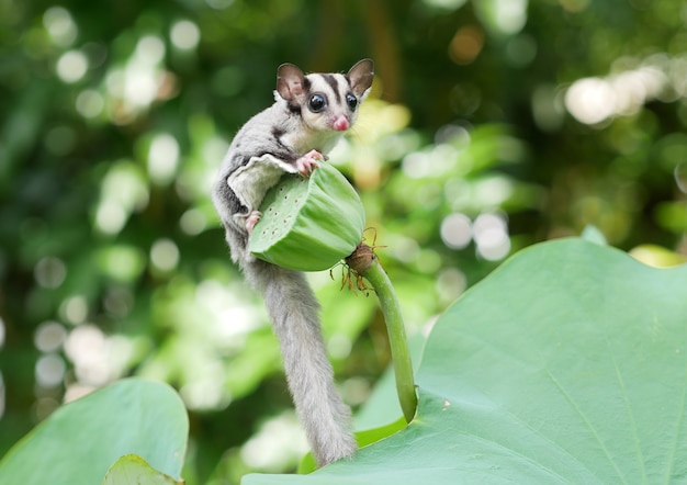 Photo sugar glider