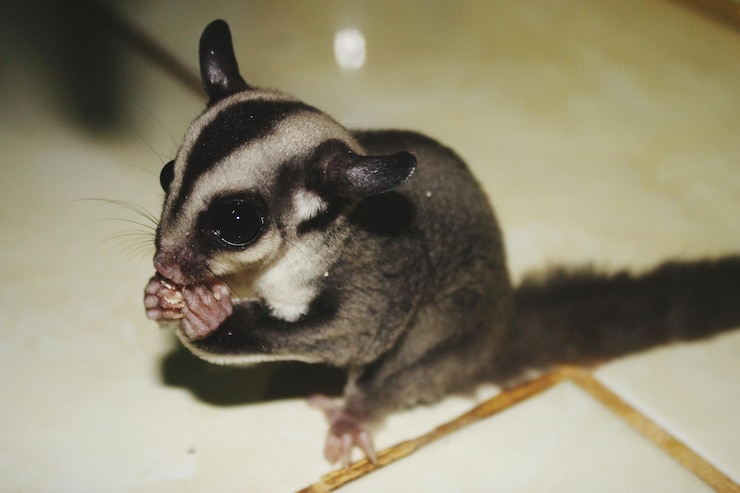 Photo sugar gliders