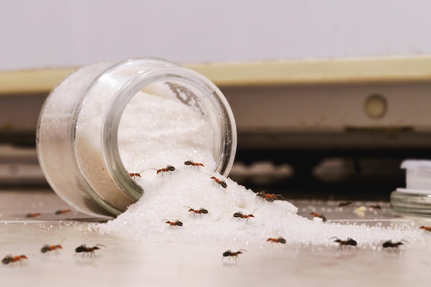 Barattolo di zucchero sdraiato sul pavimento della cucina con formiche caramelle rosse che strisciano sul pavimento problemi di parassiti all'interno