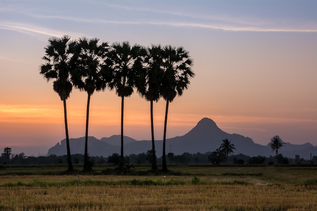 sugar palm in beautiful sky twilight.