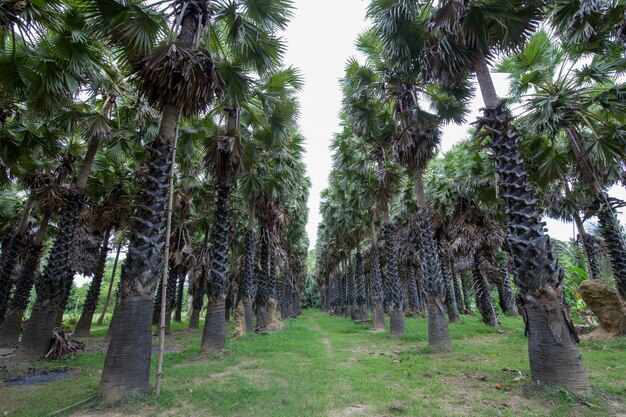 Sugar palm in the garden, Phetchaburi Province Thailand