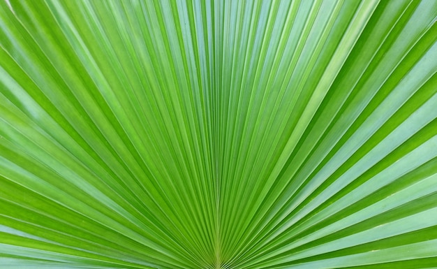 Sugar palm leaf background