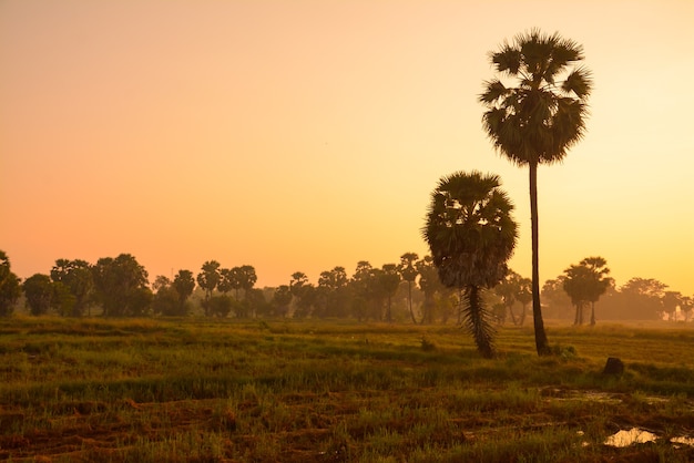 Sugar palm and rice filed at sunset