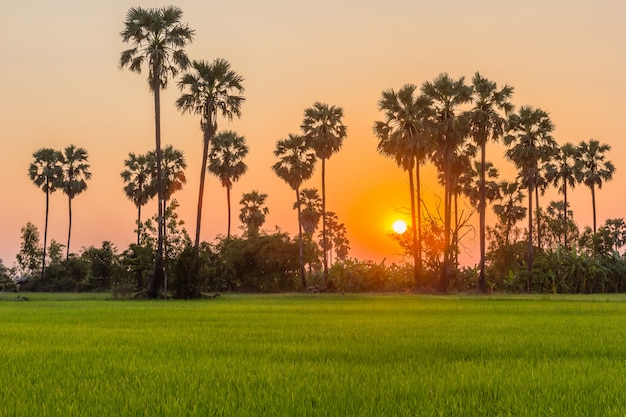 Sugar palm and rice filed at sunset