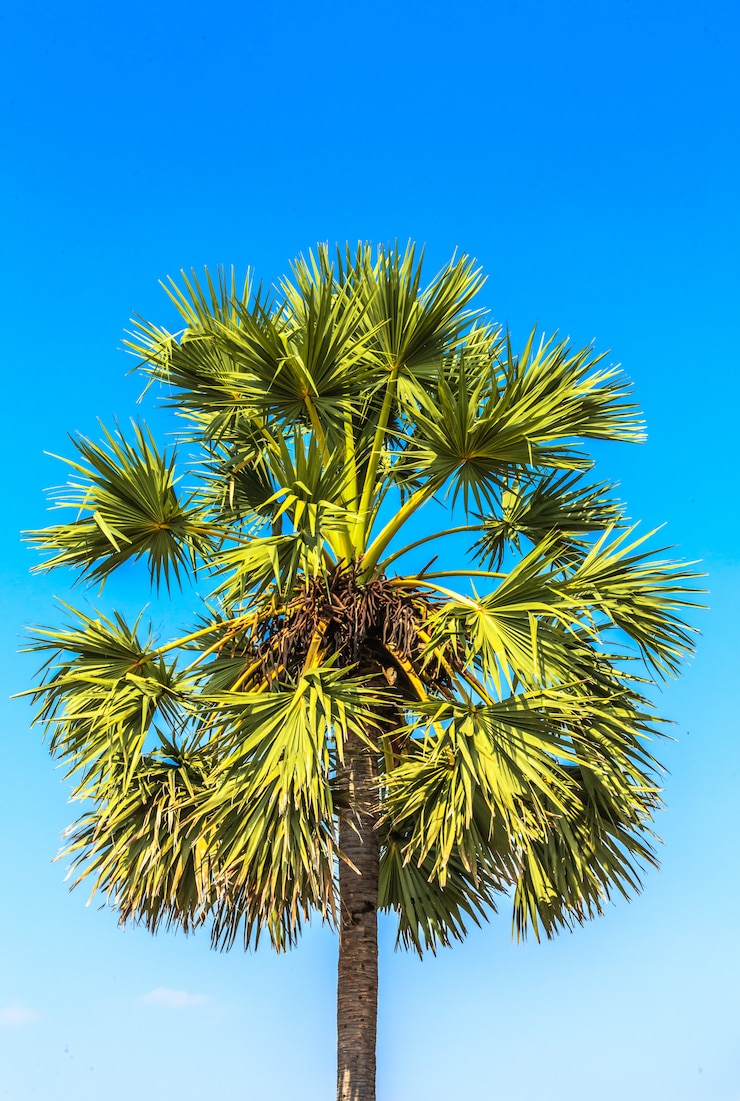Photo 青い空に砂糖palm子の木