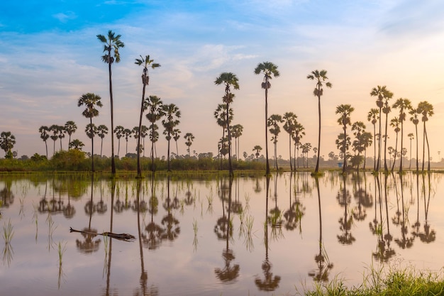 Sugar palm tree or Toddy palm field in morning beautiful sunrise at Sam Khok district Pathum Thani province of Thailand