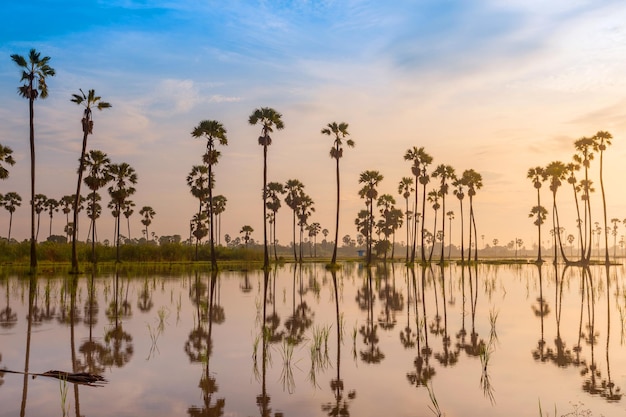 Sugar palm tree or Toddy palm field in morning beautiful sunrise at Sam Khok district Pathum Thani province of Thailand