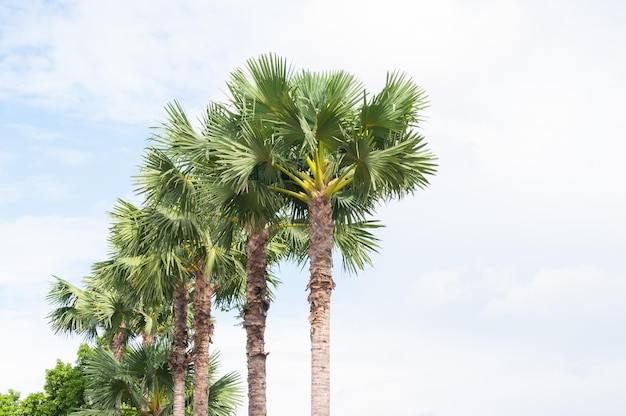 Sugar palm trees on blue sky background