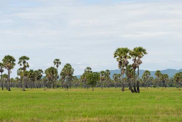 Sugar palm trees on the rice field in Thailand