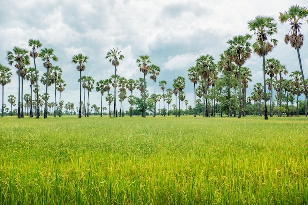 Sugar palm trees surrounded with rice field - Dong Tan