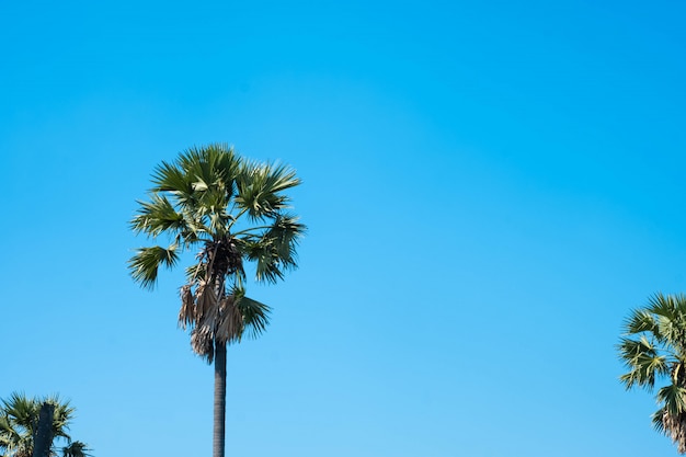 Photo sugar palm trees with blue sky in summer.