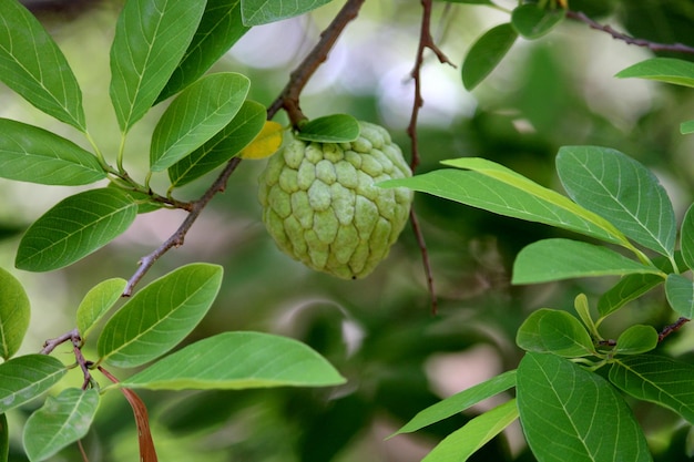 A sugarapple hanging on a tree