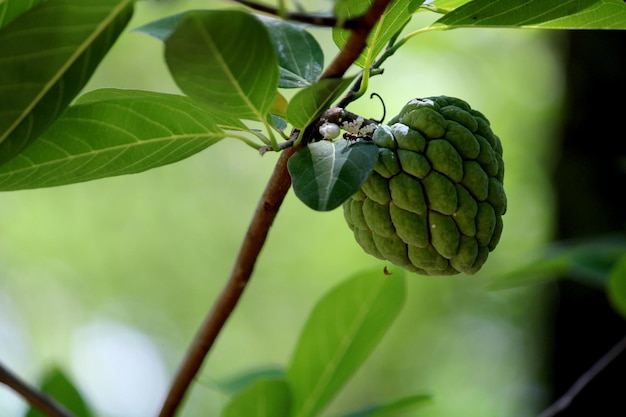 A sugarapple hanging on a tree