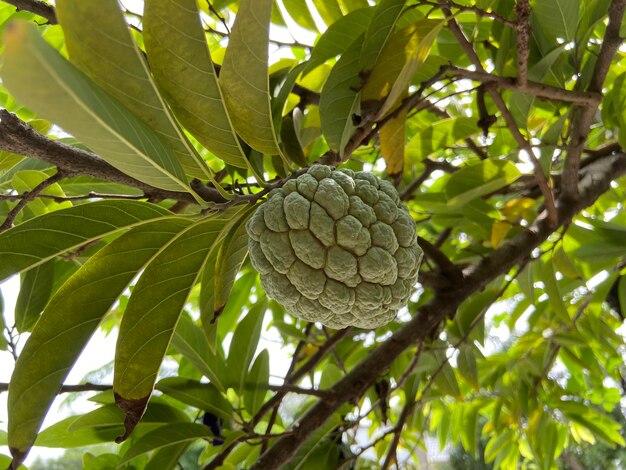 인도네시아의 사탕수수 또는 sweetsop sirikaya는 가장 널리 재배되는 Annona 종인 Annona squamosa의 식용 과일이며 아메리카와 서인도 제도의 열대 기후 출신입니다.