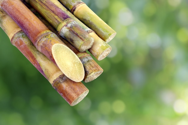Photo sugarcane, cane, sugarcane piece fresh, sugar cane