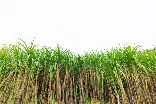 Sugarcane farm on a white background,Sugarcane leaf isolated on white background with clipping path