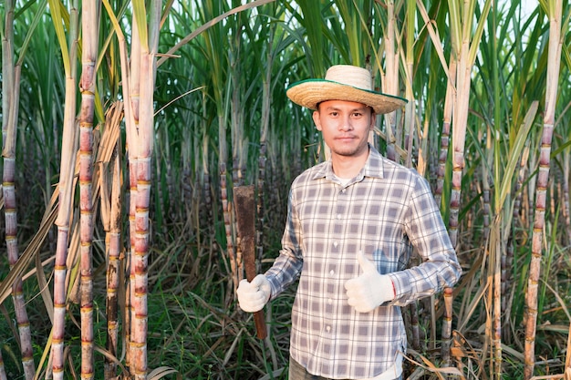 Sugarcane farmers harvest sugarcane crops on the farm.