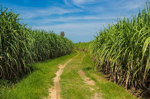 Sugarcane field in blue sky 