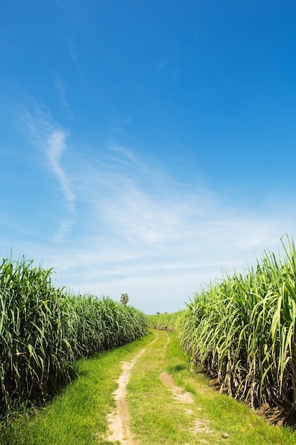 Sugarcane field and road with white cloud in Thailand