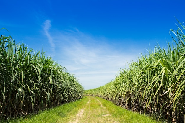 Photo sugarcane field and road with white cloud in thailand