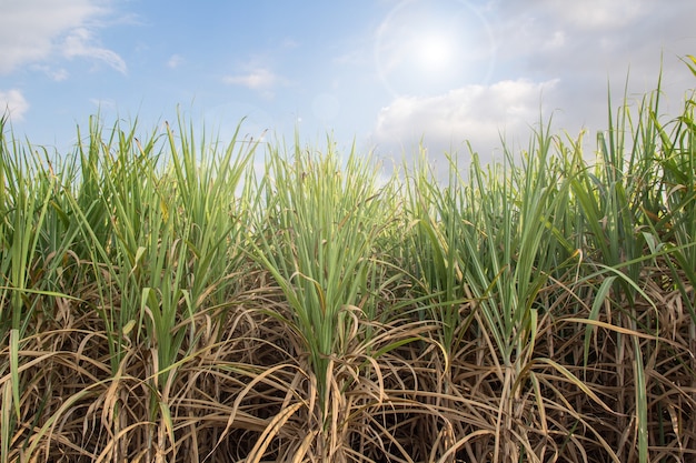 Sugarcane field with blue sky in tropical country