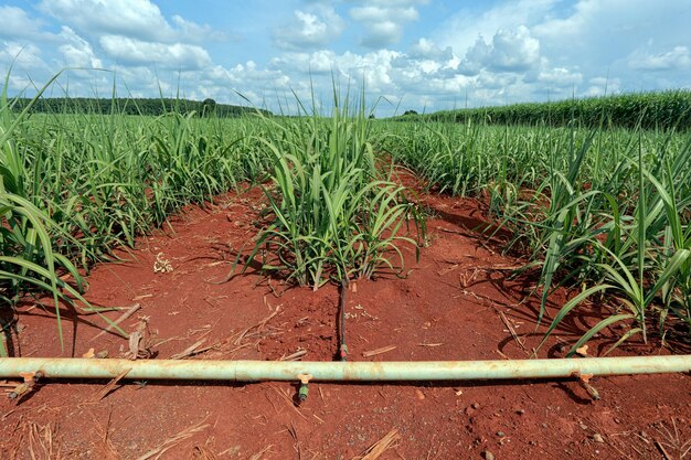 Sugarcane field with blue sky