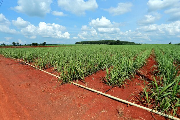 Sugarcane field with blue sky