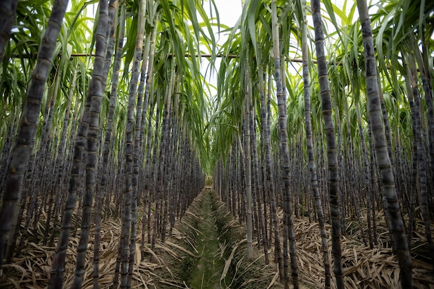 Sugarcane field with plants growing