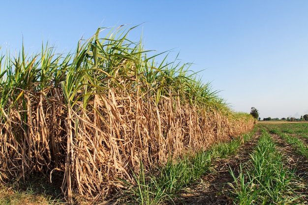 Sugarcane field