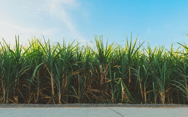 Photo sugarcane growing in the fields in sunrise