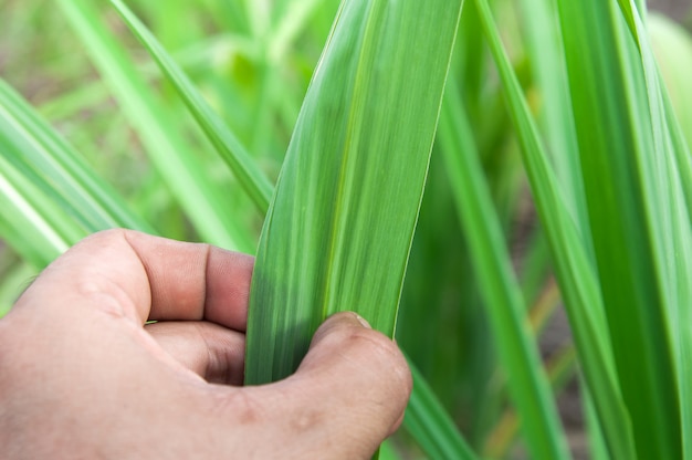 Sugarcane leaf with hand