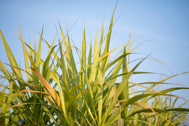 Sugarcane leaves in blue sky background.